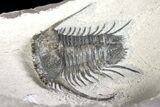 Spiny Cyphaspides Trilobite - Jorf, Morocco #161337-3